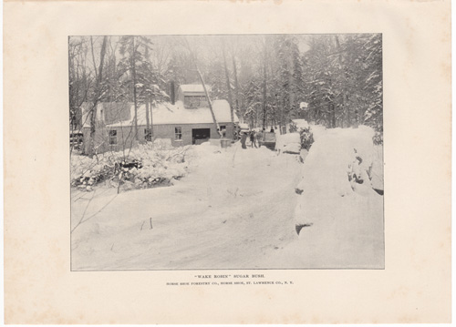 'Wake Robin' Sugar Bush. Horse Shoe Forestry Co., Horse Shoe, St. Lawrence Co., N.Y.